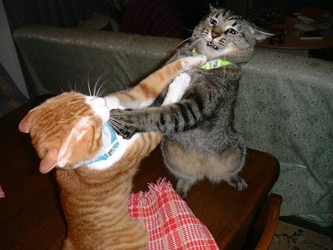 cats fighting