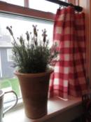 curtains -- kitchen red gingham